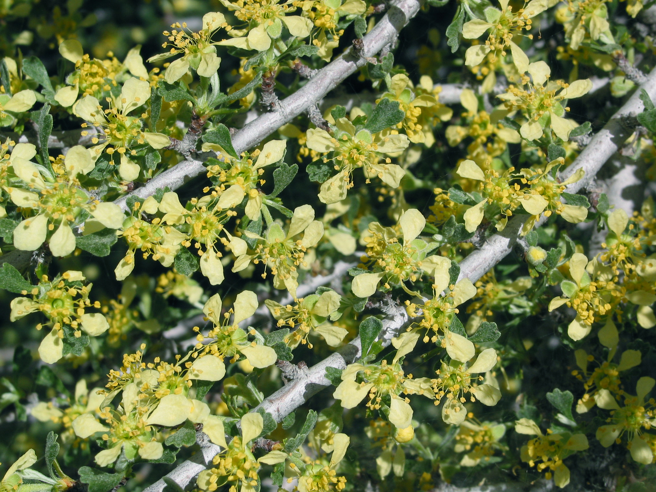 bitterbrush (Purshia tridentata)